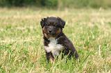 BERGER AUSTRALIEN PUPPIES 849